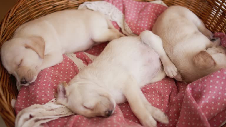 Cute puppies sleeping in their bed