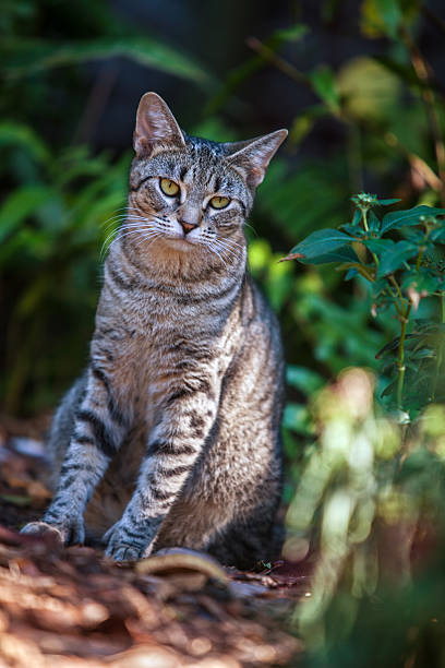 istock Six Toed Cat at Hemingway Home in Key West 182314610