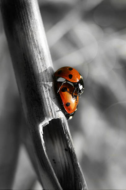 istock Lovemaking red Ladybug on backgound black and white photography 182314705