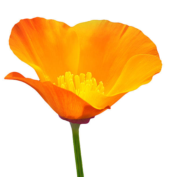 California Poppy on a white Background