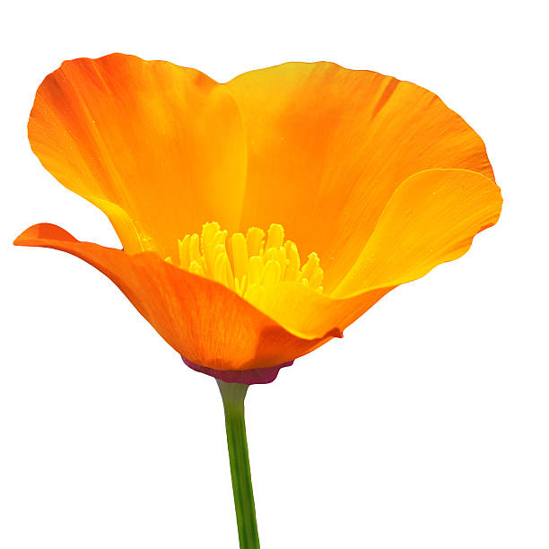California Poppy on a white Background California Poppy on a white Background california golden poppy stock pictures, royalty-free photos & images
