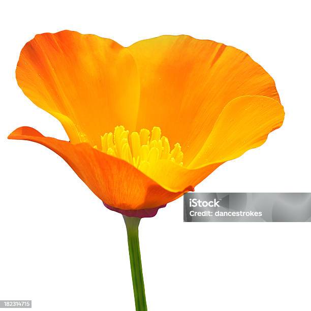 California Poppy On A White Background Stock Photo - Download Image Now - California Golden Poppy, Orange Color, Poppy - Plant