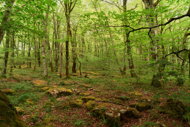 istock In the middle of the forest 1823153958