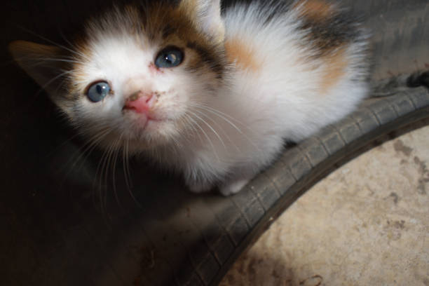 istock homeless street kitten 1823157597