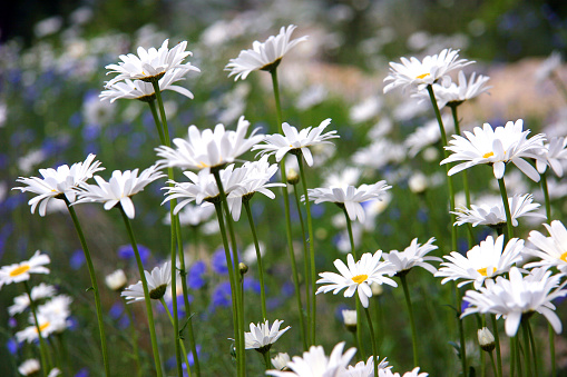 Field of white daisies with soft focus blue flax in background. Garden in Springtime.