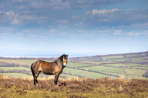 An Exmoor Pony standing on Exmoor National Park in West Somerset, England.