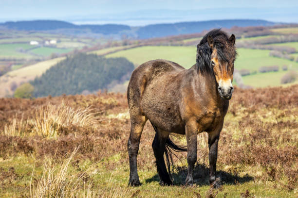istock Exmoor Pony  on Exmoor National Park 1823173663