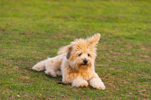 Beautiful fluffy young bison frise dog lies on grassy lawn enjoying being outdoors in the fresh air.