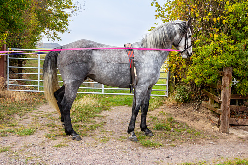 Beautiful dapple grey horse being long rein trained outdoors in rural Shropshire, teaching the animal to move correctly ready to be ridden.