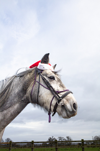 Seasons greetings - close up shot of grey horse wearing a red and white Christmas hat as it stands outdoors, a humerus shot  full of fun.