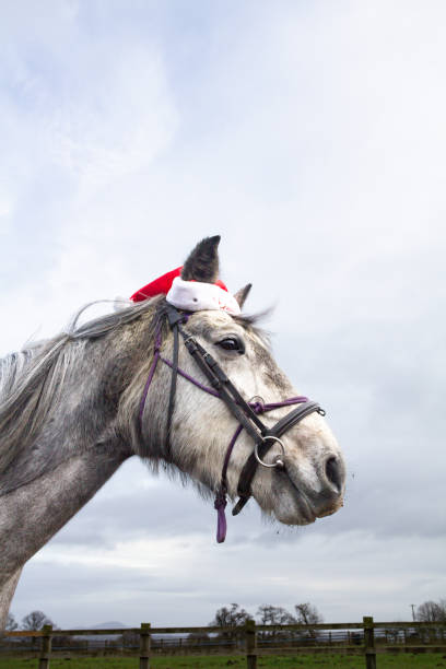 seasons greetings - close up shot of grey horse wearing a red and white christmas hat as it stands outdoors, a humerus shot  full of fun. - horse winter dapple gray gray imagens e fotografias de stock