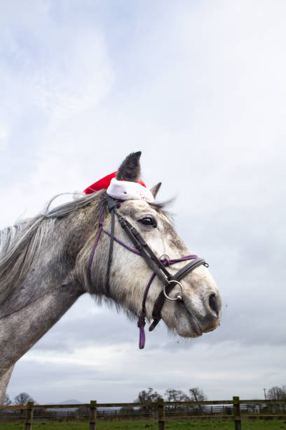 поздравление с сезоном - крупный план серой лошади в красно-белой рождественской шапочке, когда она стоит на улице, снимок плечевой кости, п� - horse dapple gray gray winter стоковые фото и изображения