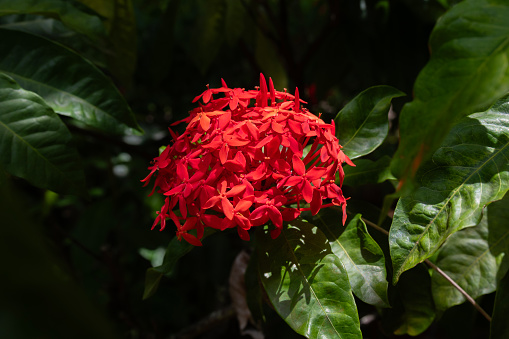 Close up of the bright red flowers of the Chinese Ixora, Flame Tree, Scarlet Ixora, scientific name Ixora chinensis on a sunny day in Kauai, Hawaii, United States.