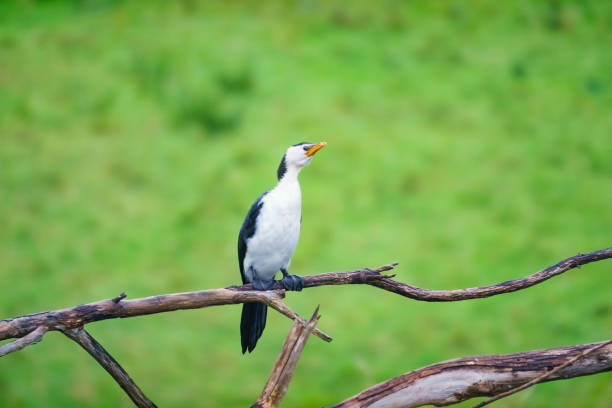 Little Pied Cormorant in Victoria, Australia.