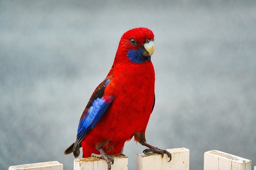 Green Macaw profile portrait.