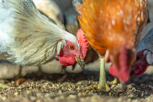 Castilla la Mancha, Spain. Macrophotography of a rooster's head with its dirt-streaked beak, pecking at grains of cereal on the ground of the chicken coop.