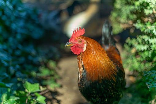 Castilla la Mancha, Spain. Elegant rooster moving through the sunny vegetation of the chicken coop.