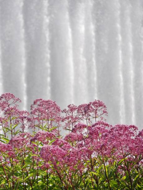 fountain in planten un blomen - blomen imagens e fotografias de stock