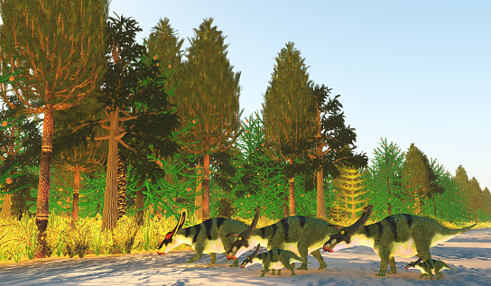The Anchiceratops dinosaur lived in herds for protection from predators during the Cretaceous Period of Canada.