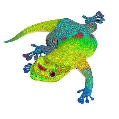 The Gecko is a colorful carnivorous lizard that is found on every continent except Antarctica.