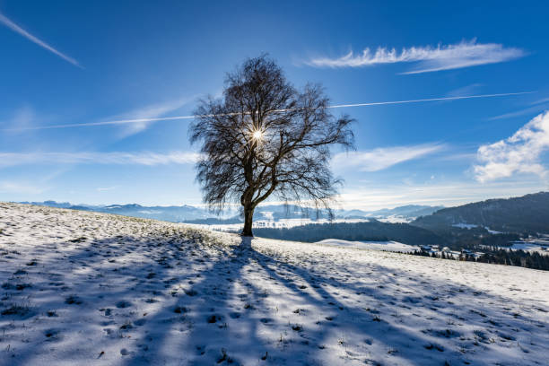 Sunny days are not particularly common in November. So hiking in the mountains becomes even more beautiful when the sun finally shines!\nThe photo was taken at the south side of mount Etzel \n47°10'24.5608 N 8°45'4.0711 E