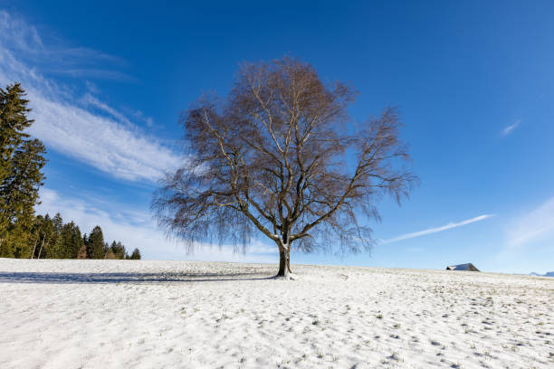 single big lime tree in winter with frost