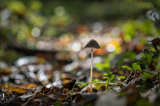 Mushrooms in the forest under the autumn sun. shallow depth of field