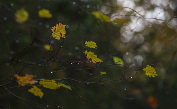 istock Autumn leaf color in the rainforest in autumn 1823273876