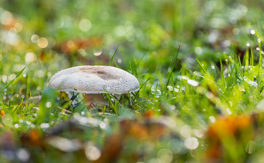 Mushroom in the grass with dew and bokeh. shallow depth of field