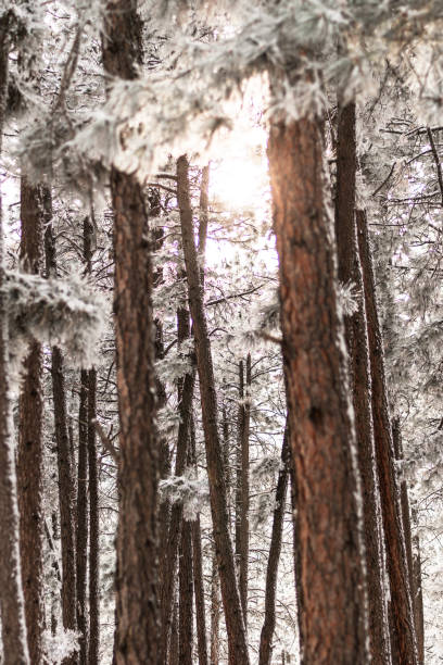 Winter in the Rockies