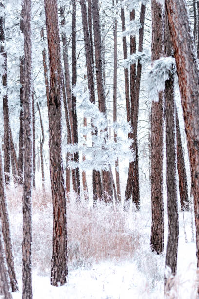 istock Winter in the Rockies 1823302377