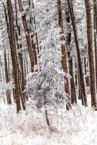 istock Winter in the Rockies 1823302888