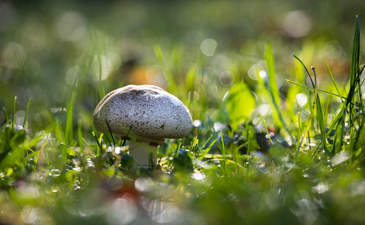 Fungus details in Scottish Highlands
