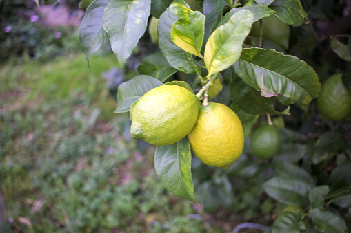 Close-up of a lemon tree outdoors.