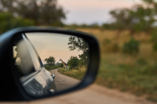 Reflection in a car rear-view mirror of a lone giraffe crossing a road running through a wildlife reserve at dusk