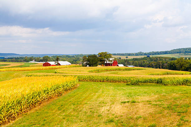 istock American Countryside Corn Field With Stormy Sky 182331048