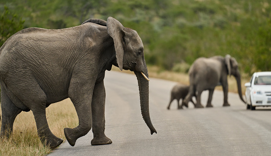Tourist vehicles parked near a herd of elephants crossing a road in a national wildlife reserve