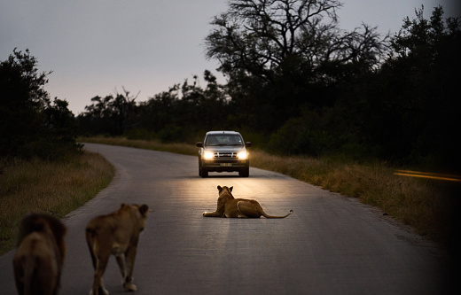 Pride of lions illuminated by the headlights of a vehicle while moving along a road in a wildlife reserve at dusk