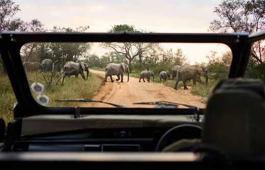 Herd of elephants crossing a road in a national wildlife reserve as seen through the windshield of a tourist vehicle