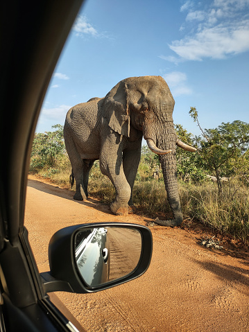 On the road in the Pilanesberg NP in South Africa.