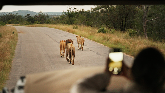 Tourists taking smart phone photos of a lion pride while sitting on a safari vehicle during a game drive in a wildlife reserve