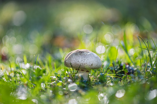 Mushroom in the grass with dew and bokeh. shallow depth of field