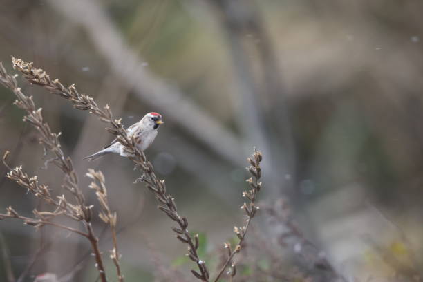 istock The common redpoll or mealy redpoll (Acanthis flammea) in Japan 1823338813
