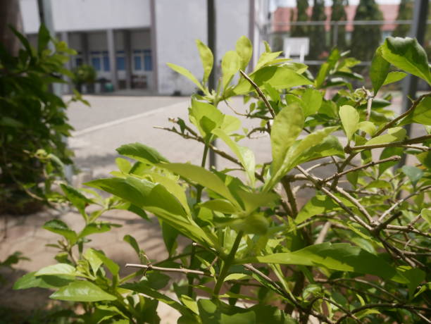 istock ornamental plants with a building in the background 1823351843