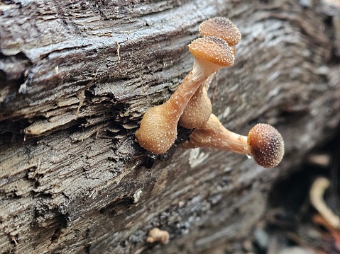 3 little mushrooms