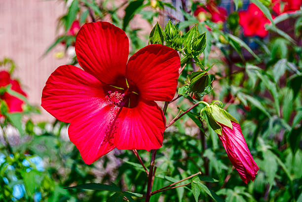 fiore rosso - foto stock