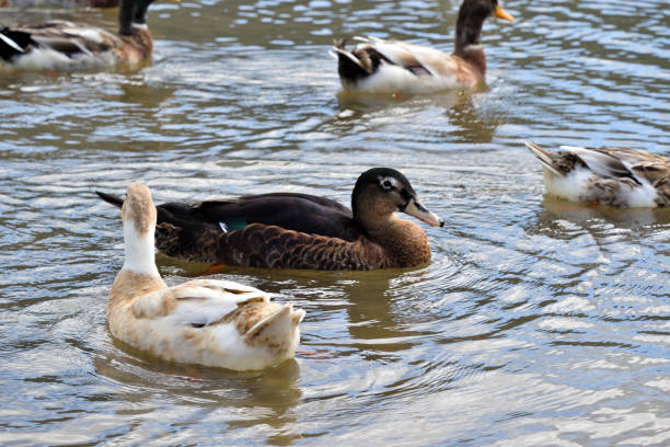 istock Laysan and Orpington ducks on Lake 1823380851