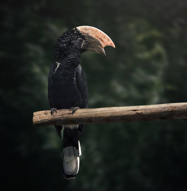 Male Silvery-Cheeked Hornbill (Bycanistes brevis)