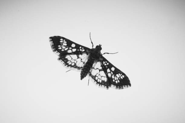 Butterfly on glass surface. B&W image