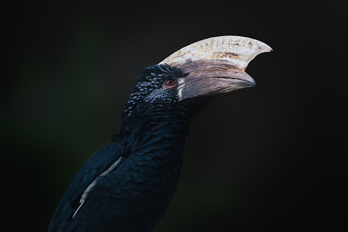 Male Silvery-Cheeked Hornbill (Bycanistes brevis)